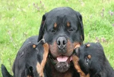 - meus filhos!