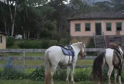 cavalos