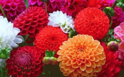 פאזל של DALIAS.