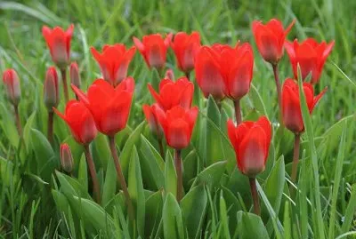 פאזל של tulipes