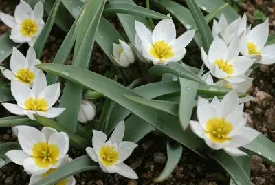 tulipes jigsaw puzzle
