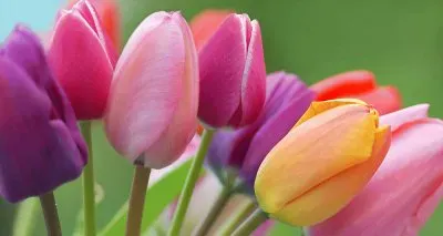 tulipes jigsaw puzzle