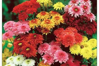 פאזל של fleurs