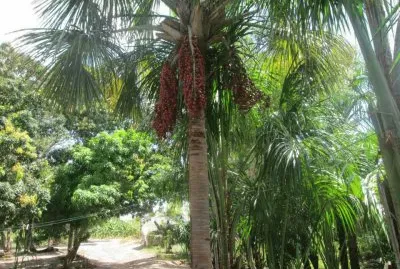 פאזל של PÃ© de Buriti