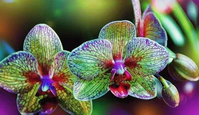 Fractal Orchids jigsaw puzzle
