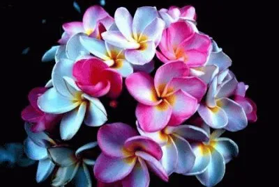 fleurs: frangipanier