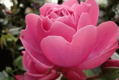 fleurs: