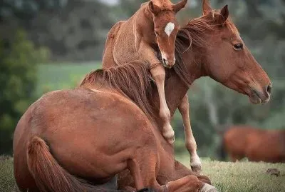 chevaux