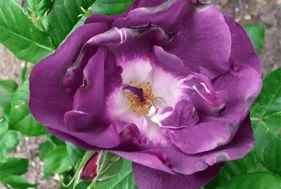 Rhapsody-Blue-Rose jigsaw puzzle