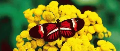 papillon jigsaw puzzle