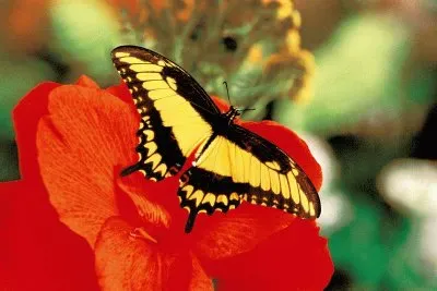 papillon jigsaw puzzle