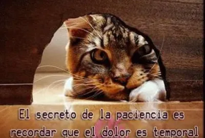 Â¿ QUE ESPERA EL GATO?