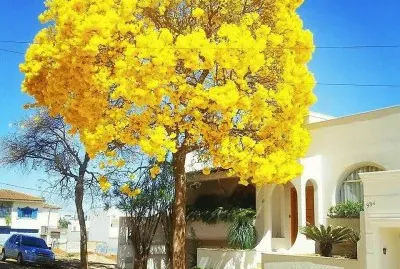 ipÃª jigsaw puzzle