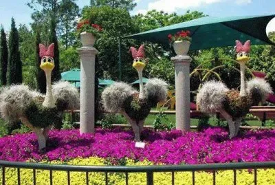 jardin