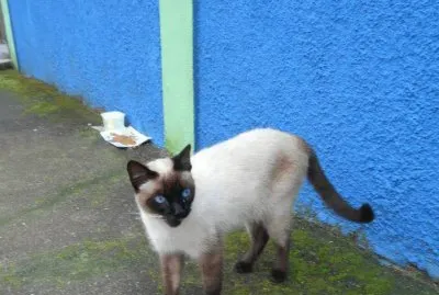 Gato Siamês