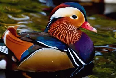 DaniCosta jigsaw puzzle