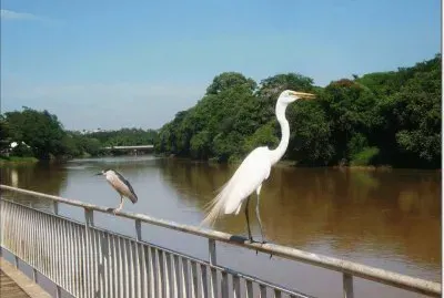 A Garça