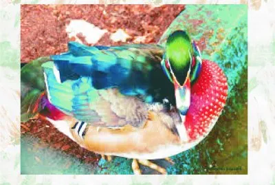 PATO COLORIDO jigsaw puzzle