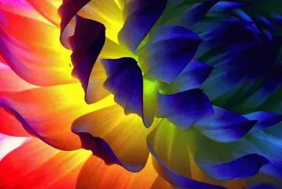 פאזל של Color Bloom