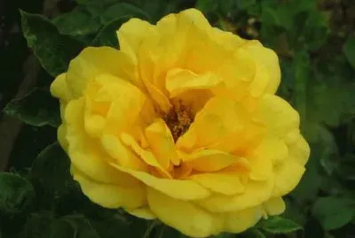 rose jigsaw puzzle
