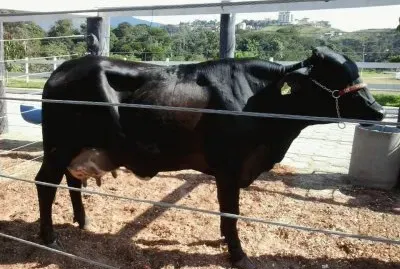 Vaca Leitera