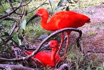 Casal de Ibis