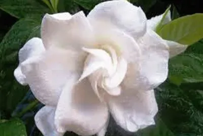 פאזל של GardÃªnia