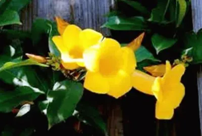 פאזל של Alamanda