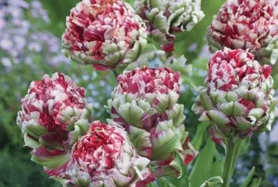 פאזל של fleurs