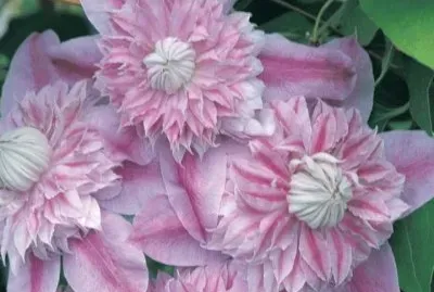 פאזל של fleurs: clÃ©matites