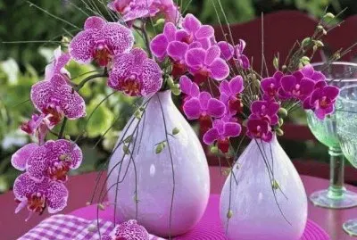 fleurs: orchidÃ©es