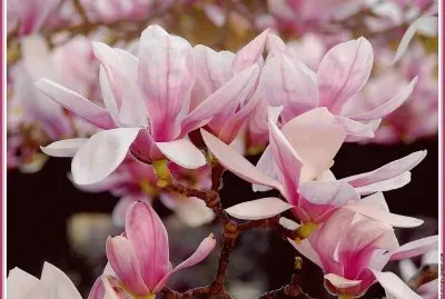 fleurs: magnolia jigsaw puzzle