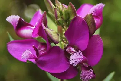 fleurs: poligala dalmaisiana jigsaw puzzle