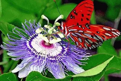 Nature speaks volumes jigsaw puzzle