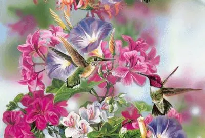 Colibris