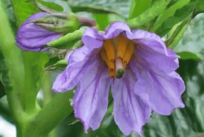 èŠ±