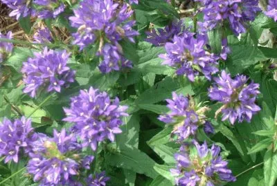 campanule