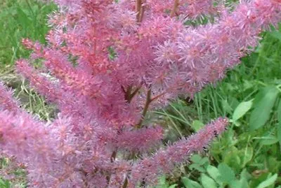 פאזל של astilbe