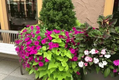 Courtyard flowers