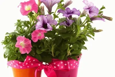 Flors
