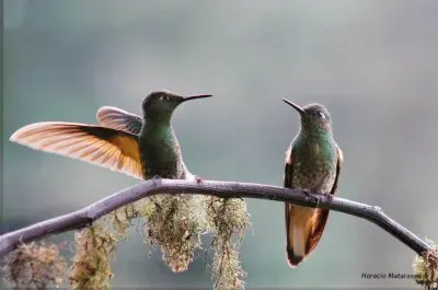 COLIBRÃ CHUPASAVIA. jigsaw puzzle