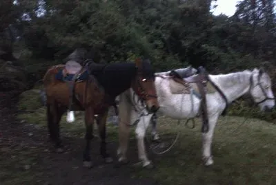 CABALLOS