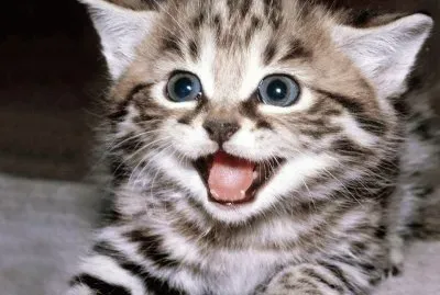 פאזל של chaton