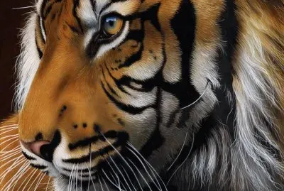 Sumatran Tiger by JÃ¼rek Zamoyski