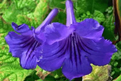streptocarpus