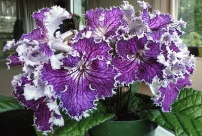 streptocarpus jigsaw puzzle