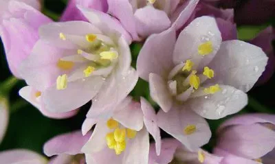 allium jigsaw puzzle