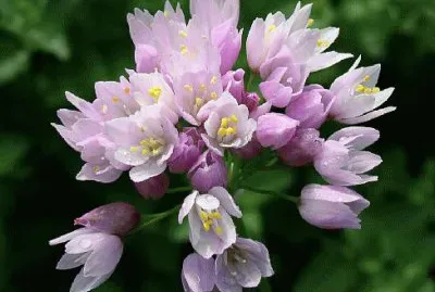 פאזל של allium