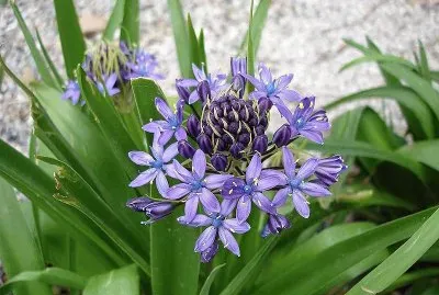 scille jigsaw puzzle