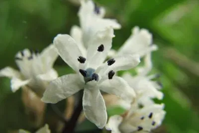 bellevalia romana jigsaw puzzle